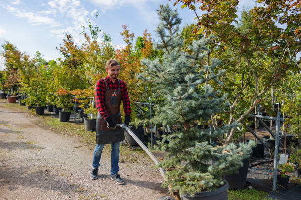 Best Firewood Processing and Delivery  in Spring Valley, WI